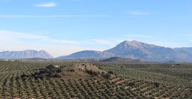 Otras miradas - Preocupantes lecciones de la retirada de la candidatura de los paisajes del olivar andaluz a Patrimonio Mundial